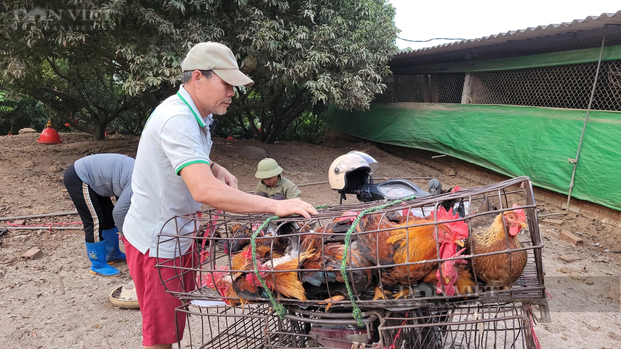 Nuôi loại gà cho "đeo kính" ở Hải Dương, bán cho dân cúng ngày Tết, ông nông dân lãi 200 triệu- Ảnh 3.