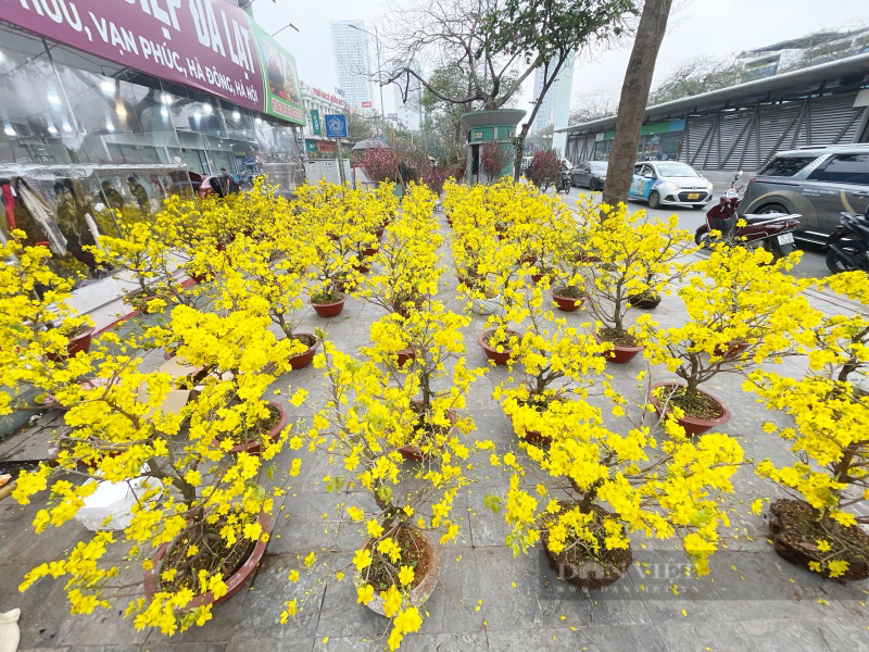 Tiểu thương rầu rĩ cảnh buôn hoa đào, mai ngày 27 Tết: "Hoa cười người khóc"- Ảnh 10.