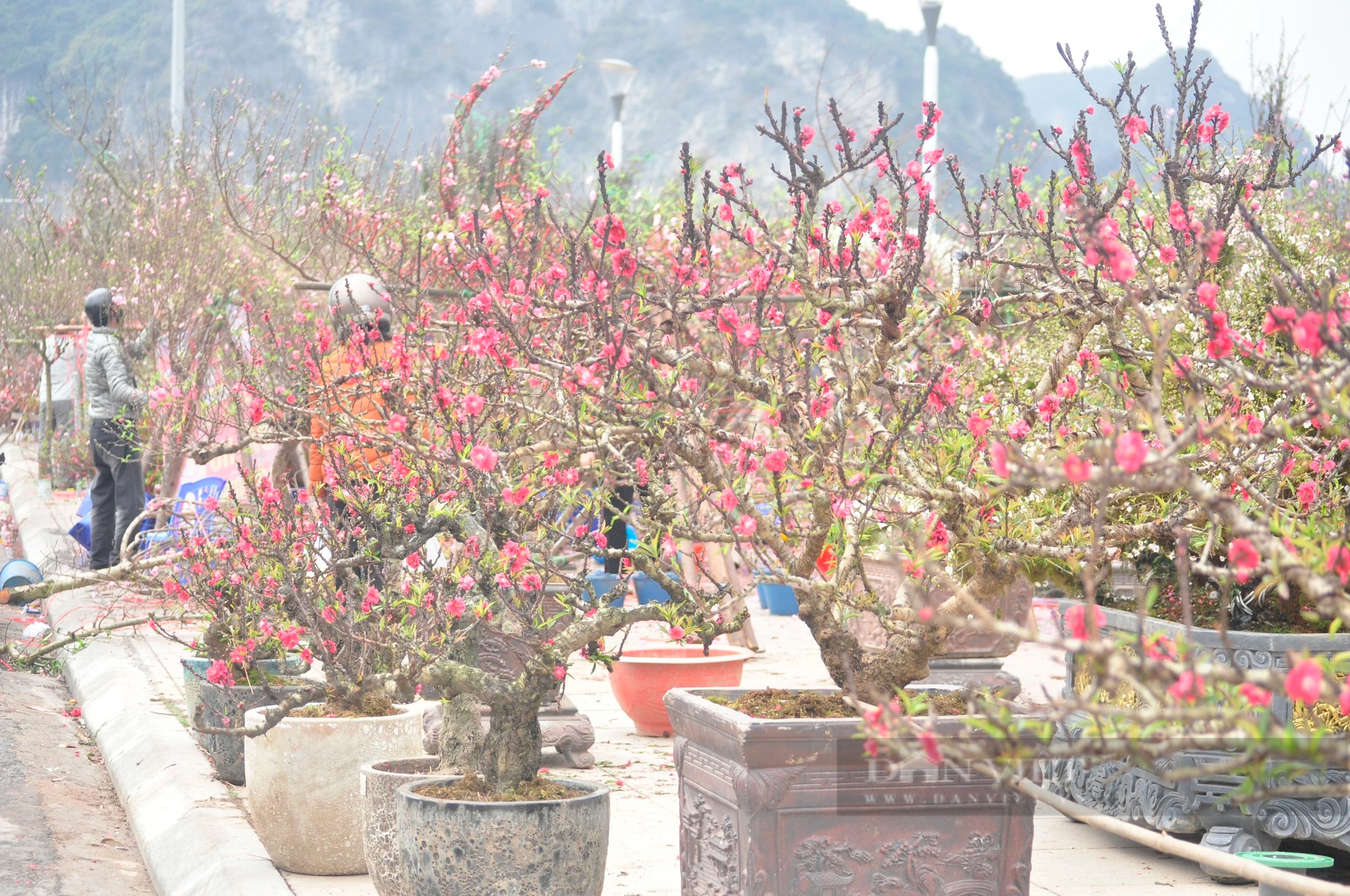 Ế ẩm hàng hoa tết, cây cảnh tại TP Hạ Long của Quảng Ninh, hoa nở tưng bừng, tiểu thương héo hắt- Ảnh 2.