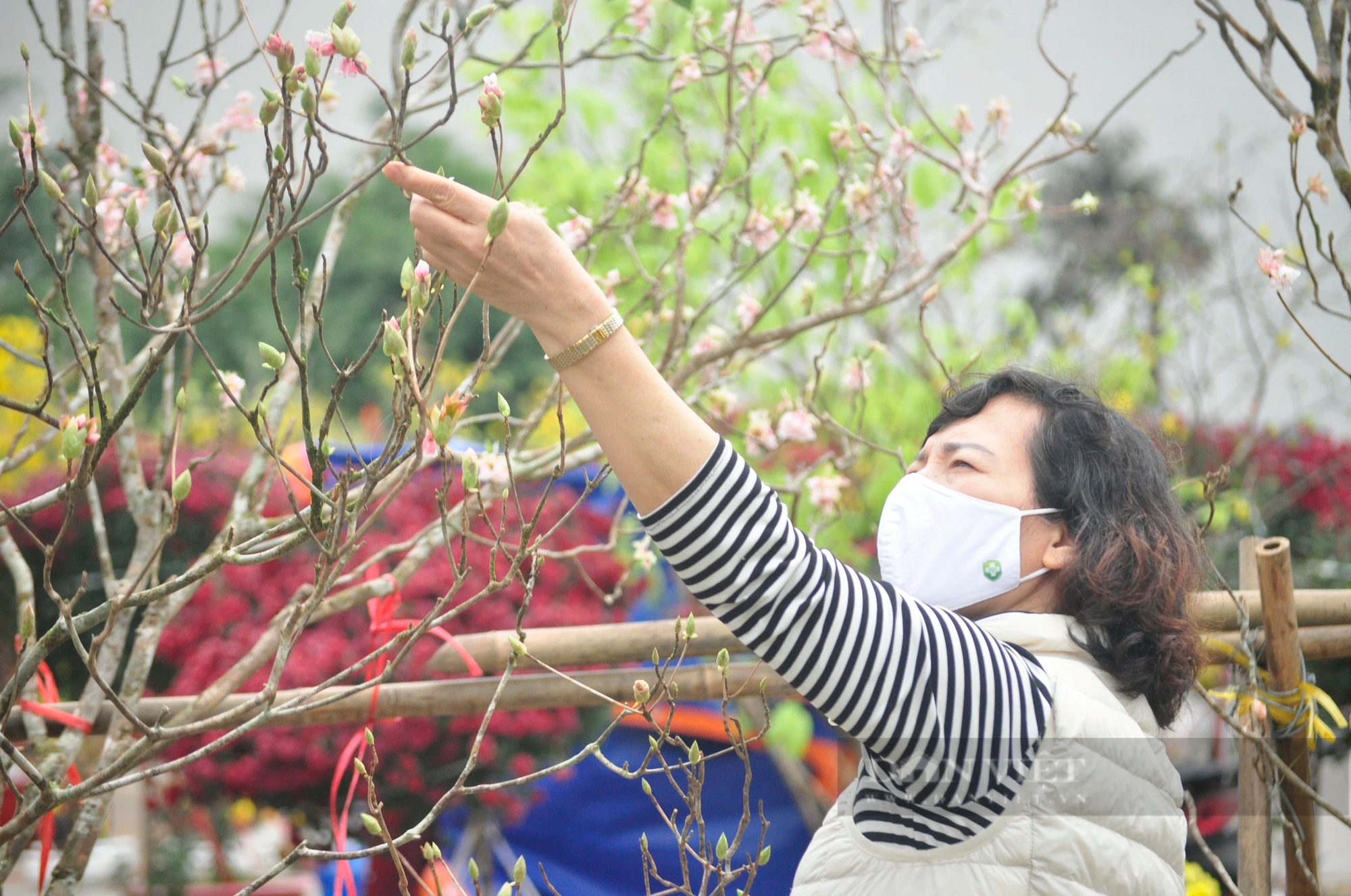 Ế ẩm hàng hoa tết, cây cảnh tại TP Hạ Long của Quảng Ninh, hoa nở tưng bừng, tiểu thương héo hắt- Ảnh 6.