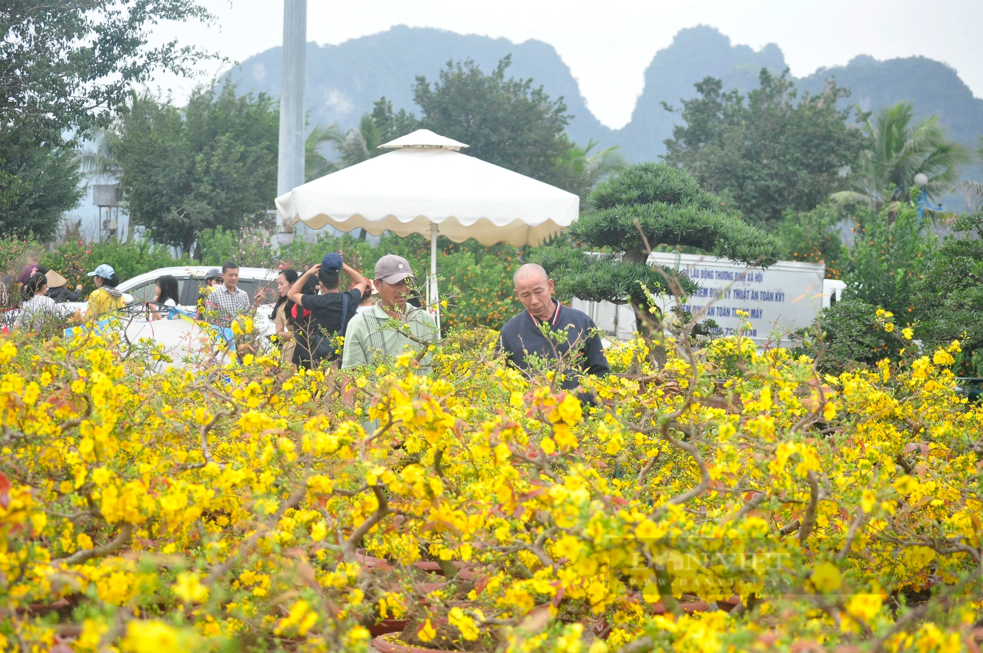 Ế ẩm hàng hoa tết, cây cảnh tại TP Hạ Long của Quảng Ninh, hoa nở tưng bừng, tiểu thương héo hắt- Ảnh 7.