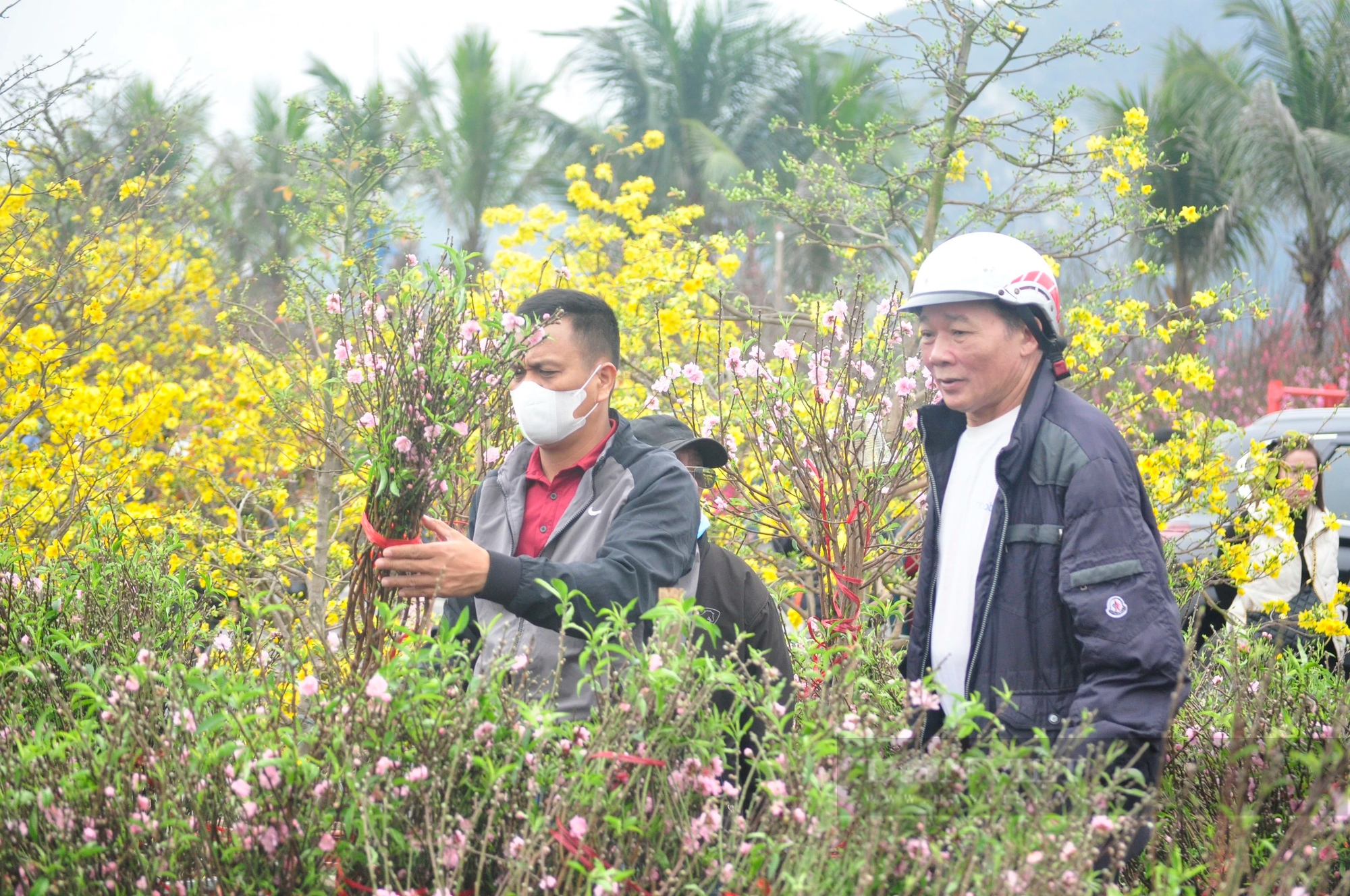 Ế ẩm hàng hoa tết, cây cảnh tại TP Hạ Long của Quảng Ninh, hoa nở tưng bừng, tiểu thương héo hắt- Ảnh 8.
