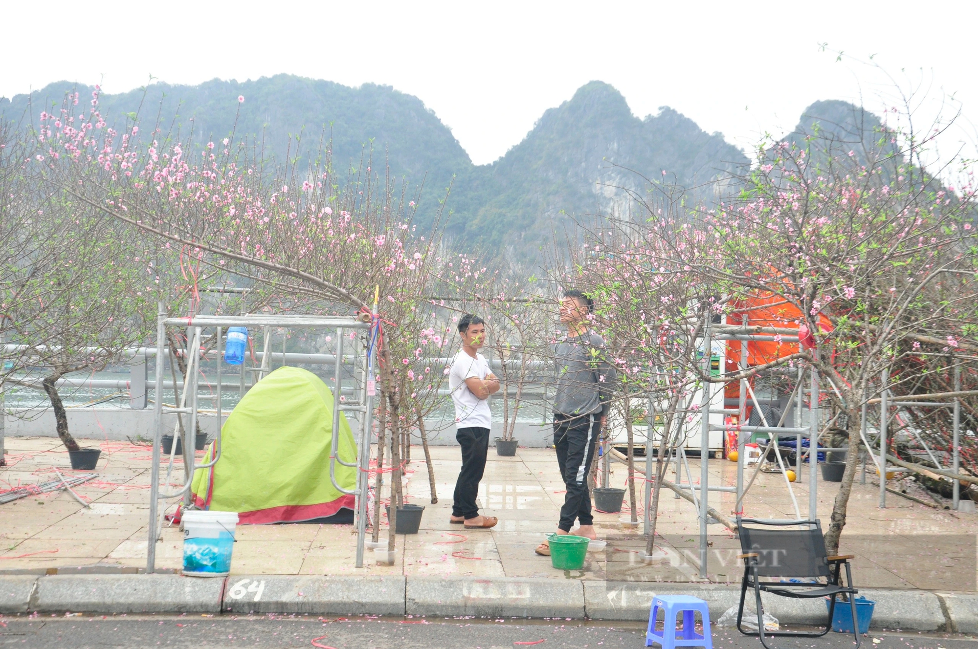 Ế ẩm hàng hoa tết, cây cảnh tại TP Hạ Long của Quảng Ninh, hoa nở tưng bừng, tiểu thương héo hắt- Ảnh 9.