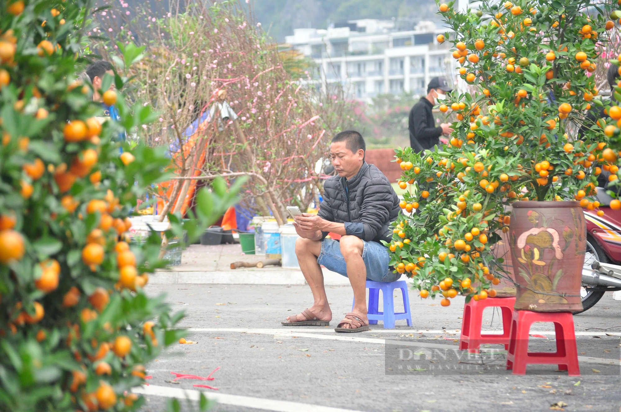Ế ẩm hàng hoa tết, cây cảnh tại TP Hạ Long của Quảng Ninh, hoa nở tưng bừng, tiểu thương héo hắt- Ảnh 10.