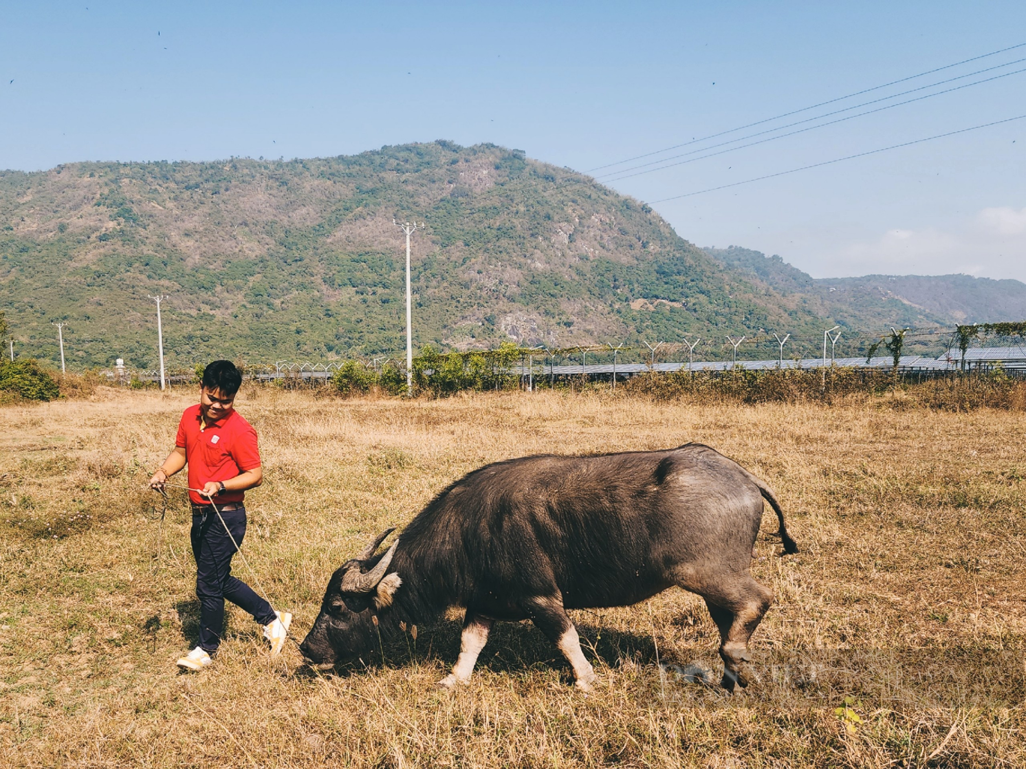 Độc đáo “Vườn Zoo” ở Khu tham quan Điện mặt trời An Hảo- Ảnh 6.