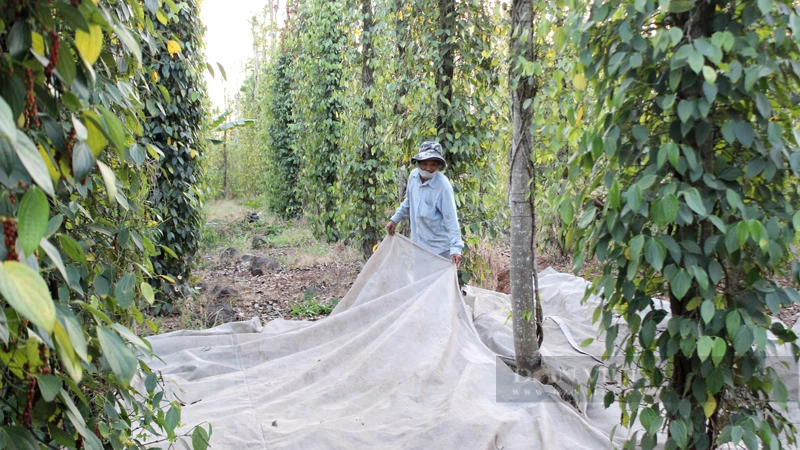 Nông dân xã Lâm San (huyện Cẩm Mỹ) trải bạt nhựa, chuẩn bị thu hoạch hồ tiêu. Ảnh: Nam Bình