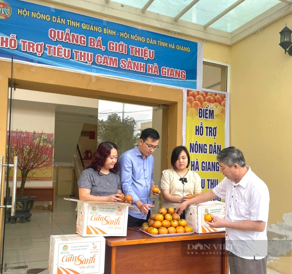 Hội Nông dân Quảng Bình hỗ trợ tiêu thụ 22 tấn cam sành cho nông dân Hà Giang- Ảnh 1.