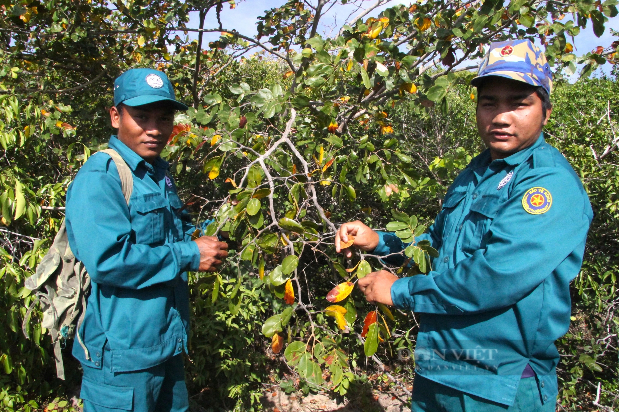 Trong một khu rừng nổi tiếng ở Ninh Thuận có loại táo dại lạ lắm, trái bé tí ti, chín màu cổ tích- Ảnh 5.