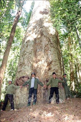 Một cây cổ thụ khổng lồ sống gần 1.000 năm ở Kon Tum, thọ hơn ông Bành Tổ, ngước lên chóng hết cả mặt- Ảnh 1.