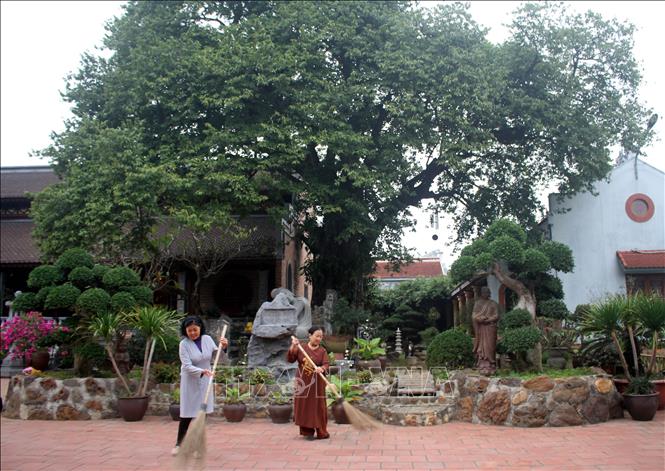 Một cây cổ thụ 700 tuổi ở Ninh Bình xanh tốt quanh năm, mùa hè vẫn ra quả vàng thơm khắp làng- Ảnh 2.