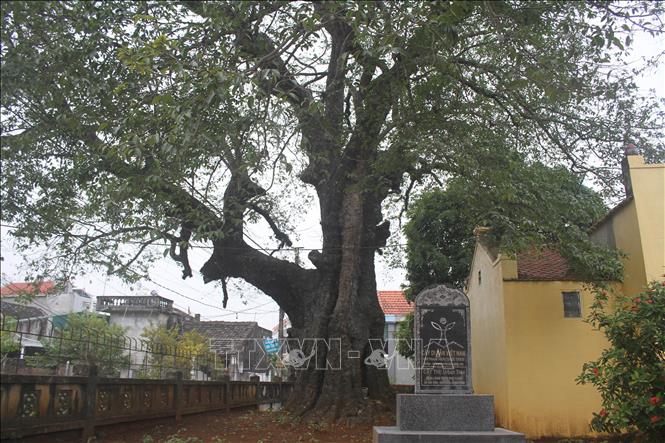 Một cây cổ thụ 700 tuổi ở Ninh Bình xanh tốt quanh năm, mùa hè vẫn ra quả vàng thơm khắp làng- Ảnh 4.