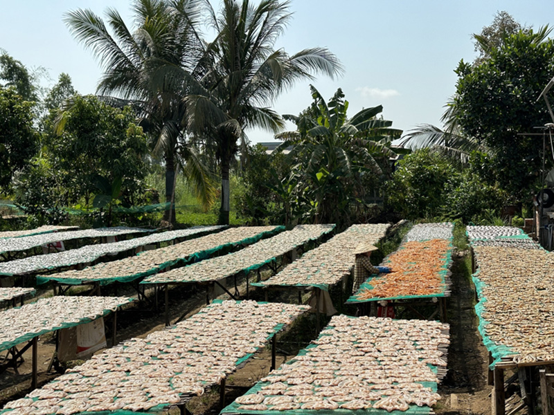 Cả làng ở Đồng Tháp phơi la liệt khô cá ăn tết, khô cá sặc bán 280.000 đồng/kg- Ảnh 3.