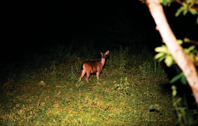 Đây là những con động vật hoang dã ở một khu rừng giáp 3 tỉnh, có con gà sao đỏ đẹp như phim- Ảnh 8.