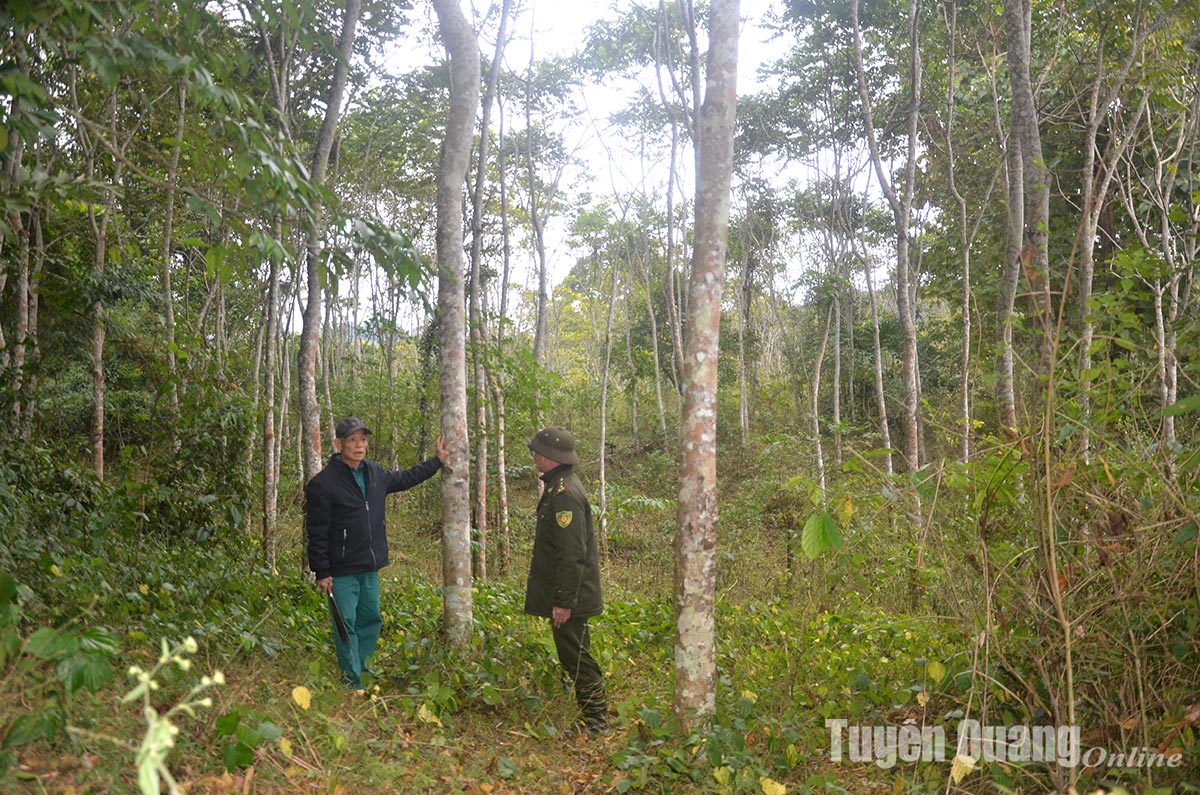 Khu rừng này ở Tuyên Quang la liệt cây cổ thụ hình thù kỳ dị, dân canh giữ như báu vật của làng- Ảnh 2.
