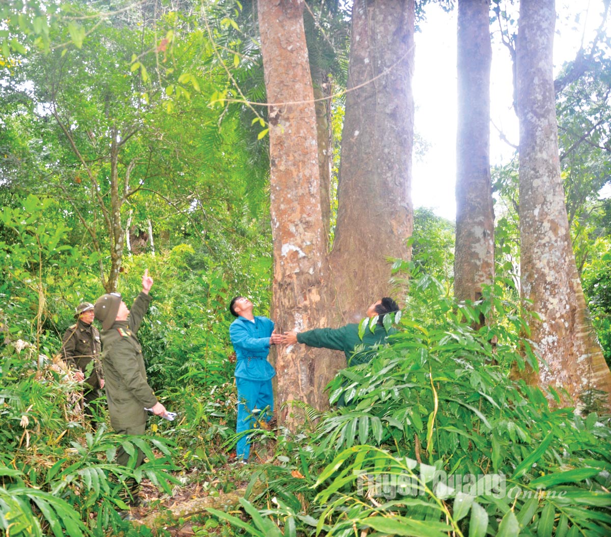 Khu rừng này ở Tuyên Quang la liệt cây cổ thụ hình thù kỳ dị, dân canh giữ như báu vật của làng- Ảnh 4.