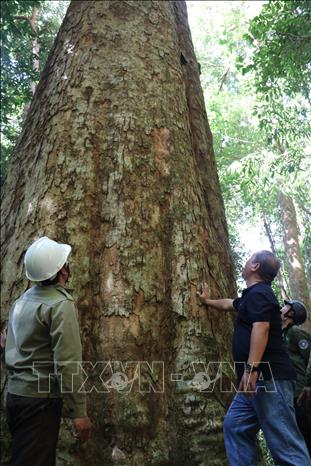 Một cây cổ thụ khổng lồ sống gần 1.000 năm ở Kon Tum, thọ hơn ông Bành Tổ, ngước lên chóng hết cả mặt- Ảnh 4.