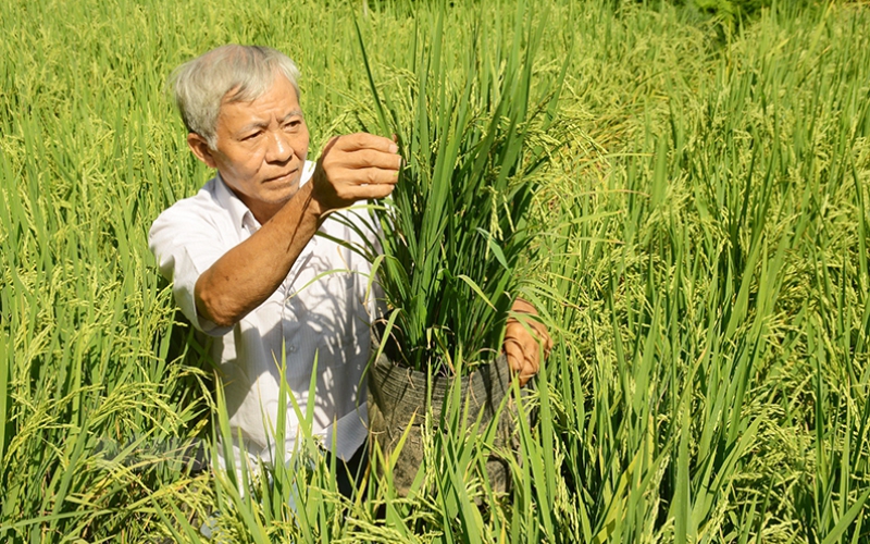 Chuyện lạ Bến Tre, một ông nông dân ra ruộng nhổ lúa lên làm chậu cây kiểng chưng tết, bán đắt hàng