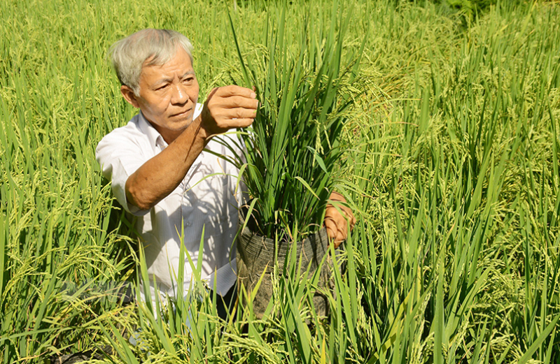 Chuyện lạ Bến Tre, một ông nông dân ra ruộng nhổ lúa lên làm chậu cây kiểng chưng tết, bán đắt hàng- Ảnh 2.