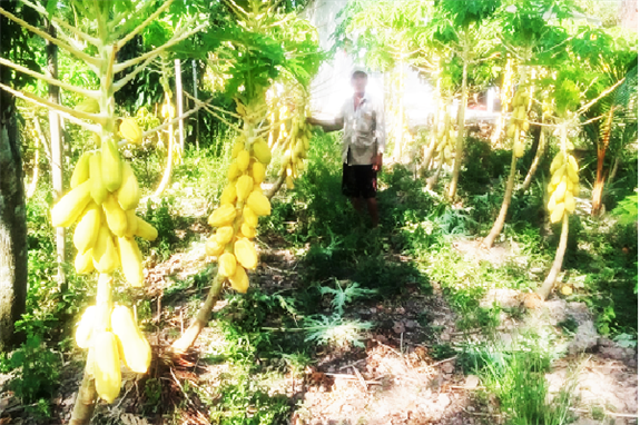 Trồng loại cây ra thứ trái vàng cho làng chưng tết, anh nông dân Hậu Giang có 100 triệu rủng rỉnh- Ảnh 1.