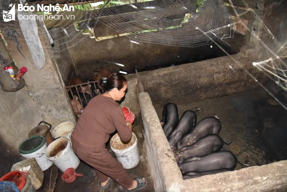 Cả làng ở Nghệ An nuôi loại lợn đặc sản đang bán đắt hàng, hễ nói bán có là có người bắt hết- Ảnh 2.