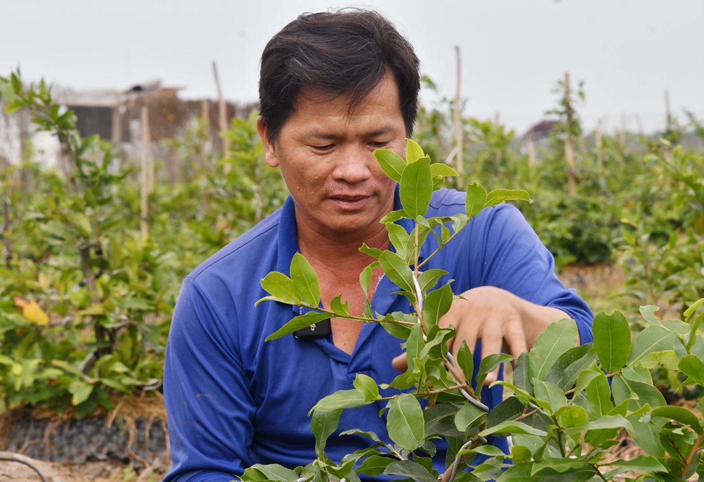 Mai giảo chưng tết là giống mai gì mà nơi này của An Giang, có hộ lên chậu 3.000 cây bán hết sạch?- Ảnh 5.