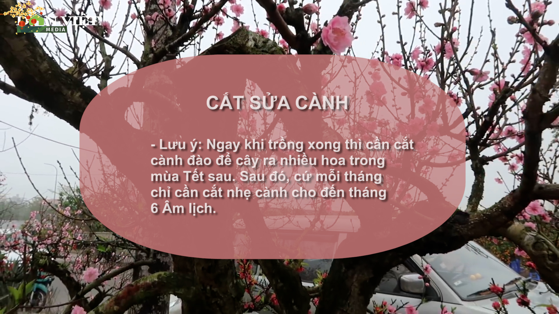 SỔ TAY NHÀ NÔNG: Hướng dẫn cách trồng và chăm sóc cây hoa đào sau chơi Tết- Ảnh 1.