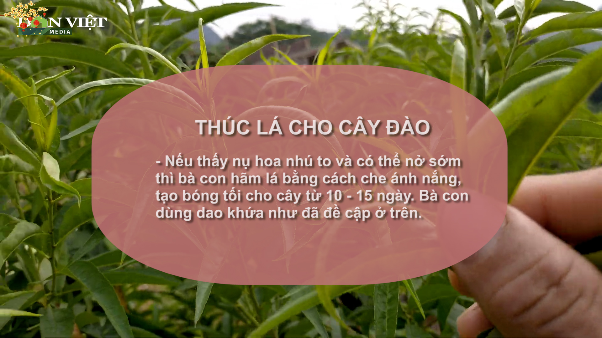 SỔ TAY NHÀ NÔNG: Hướng dẫn cách trồng và chăm sóc cây hoa đào sau chơi Tết- Ảnh 2.