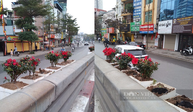Cảnh báo nạn trộm hoa trang trí công cộng ngày Tết ở Hà Nội, nhiều công nhân xuyên đêm canh gác, trồng lại- Ảnh 1.