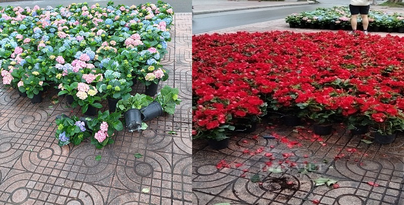 Cảnh báo nạn trộm hoa trang trí công cộng ngày Tết ở Hà Nội, nhiều công nhân xuyên đêm canh gác, trồng lại- Ảnh 4.