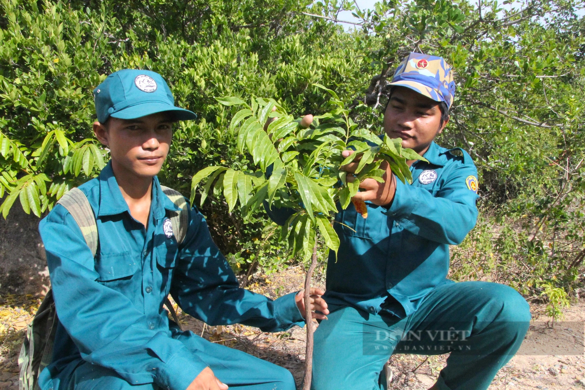 Thanh thất là cây gì mà chịu hạn cực tốt, trồng ở vùng núi đá khô cằn ở Ninh Thuận vẫn xanh tươi?- Ảnh 6.