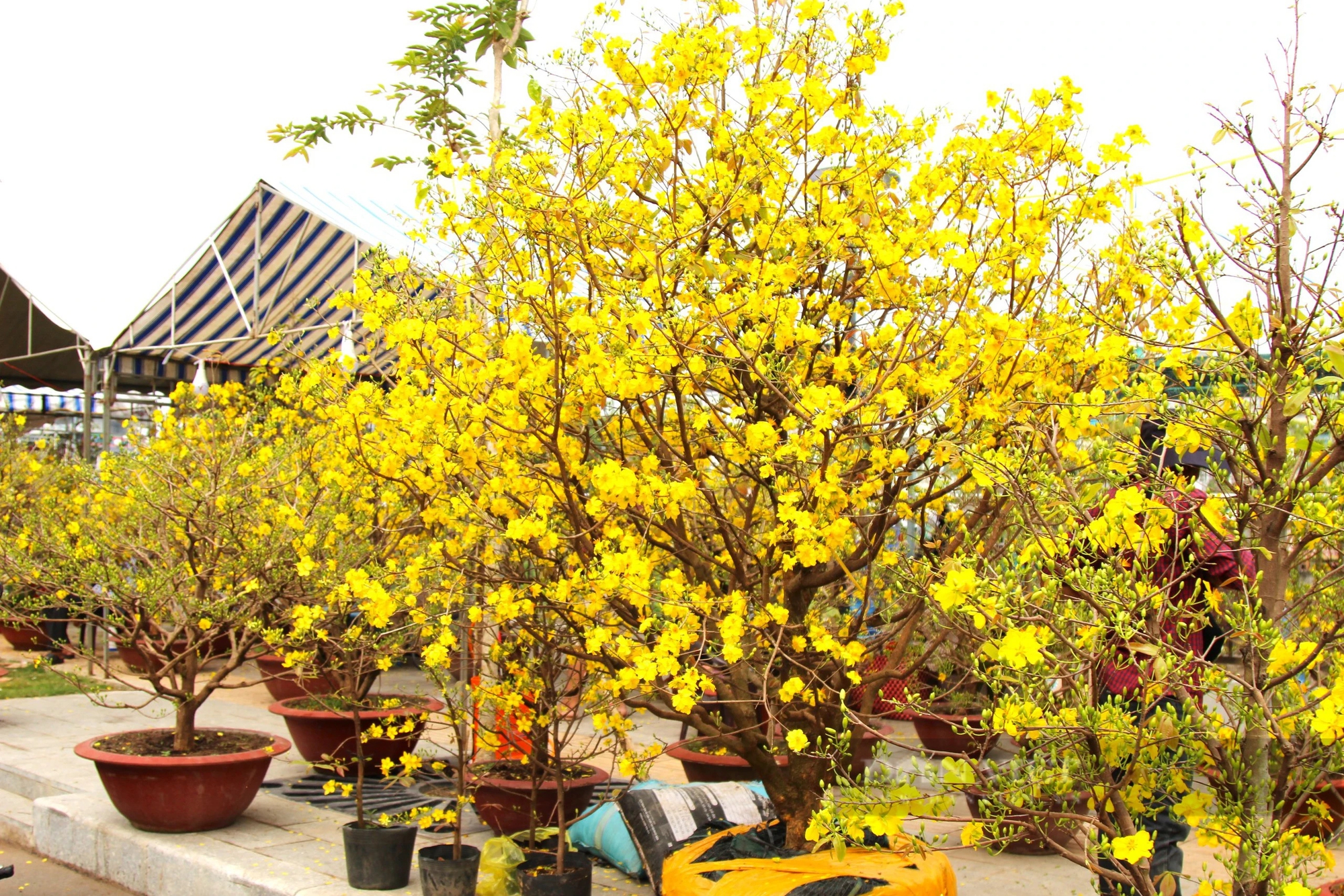 Hoa mai vàng bung nở rực rỡ tại chợ hoa Cần Thơ- Ảnh 2.