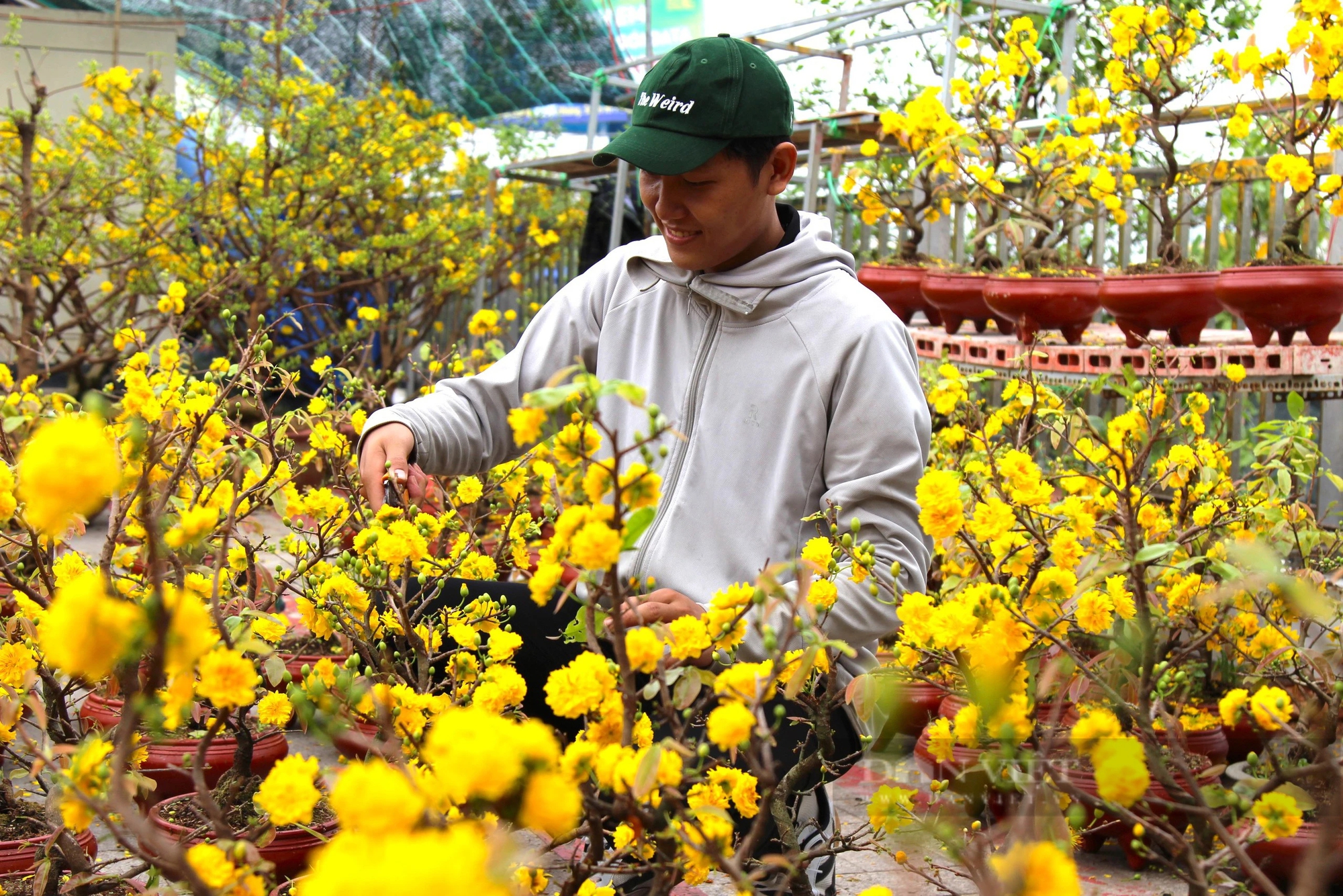 Hoa mai vàng bung nở rực rỡ tại chợ hoa Cần Thơ- Ảnh 6.
