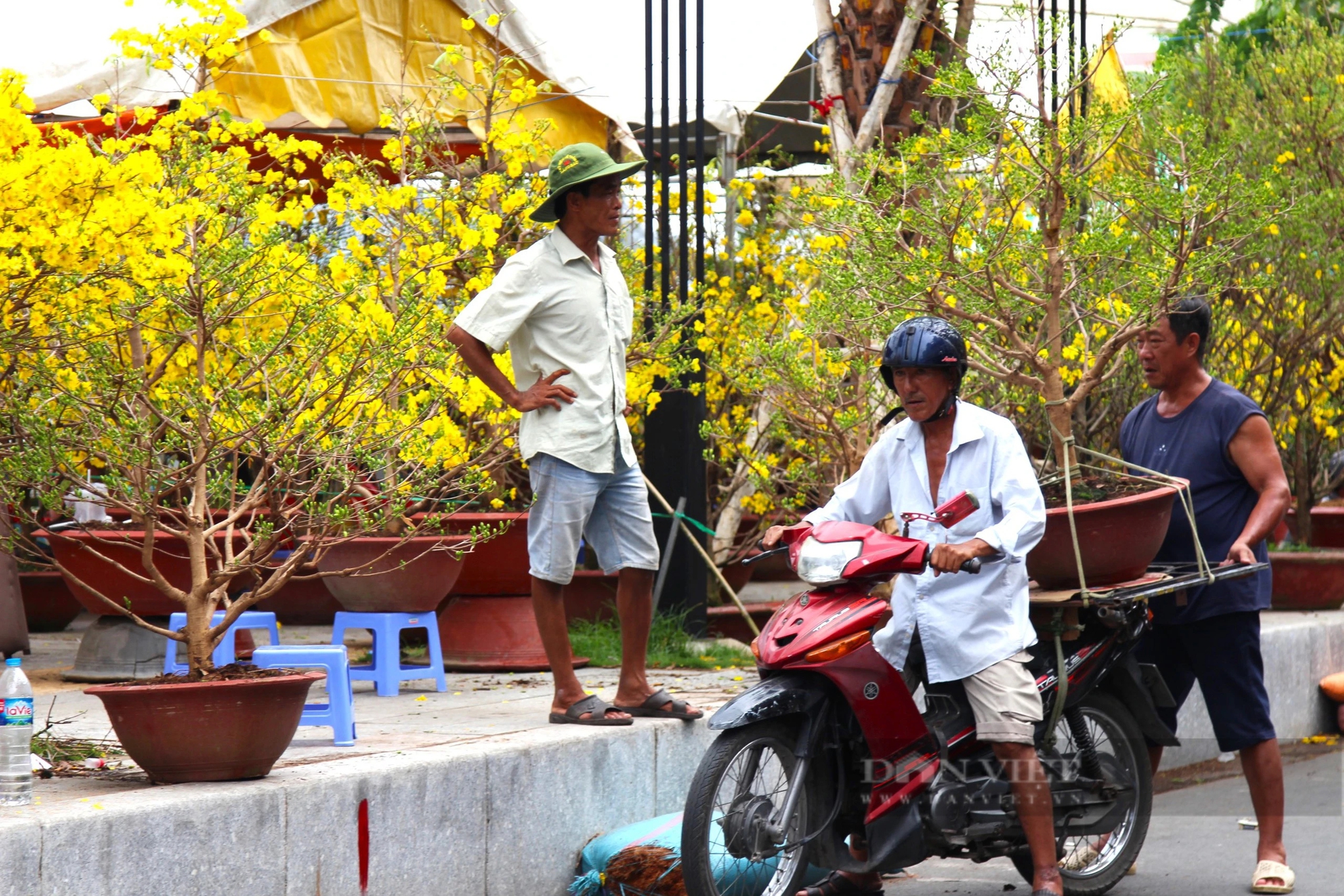 Hoa mai vàng bung nở rực rỡ tại chợ hoa Cần Thơ- Ảnh 7.