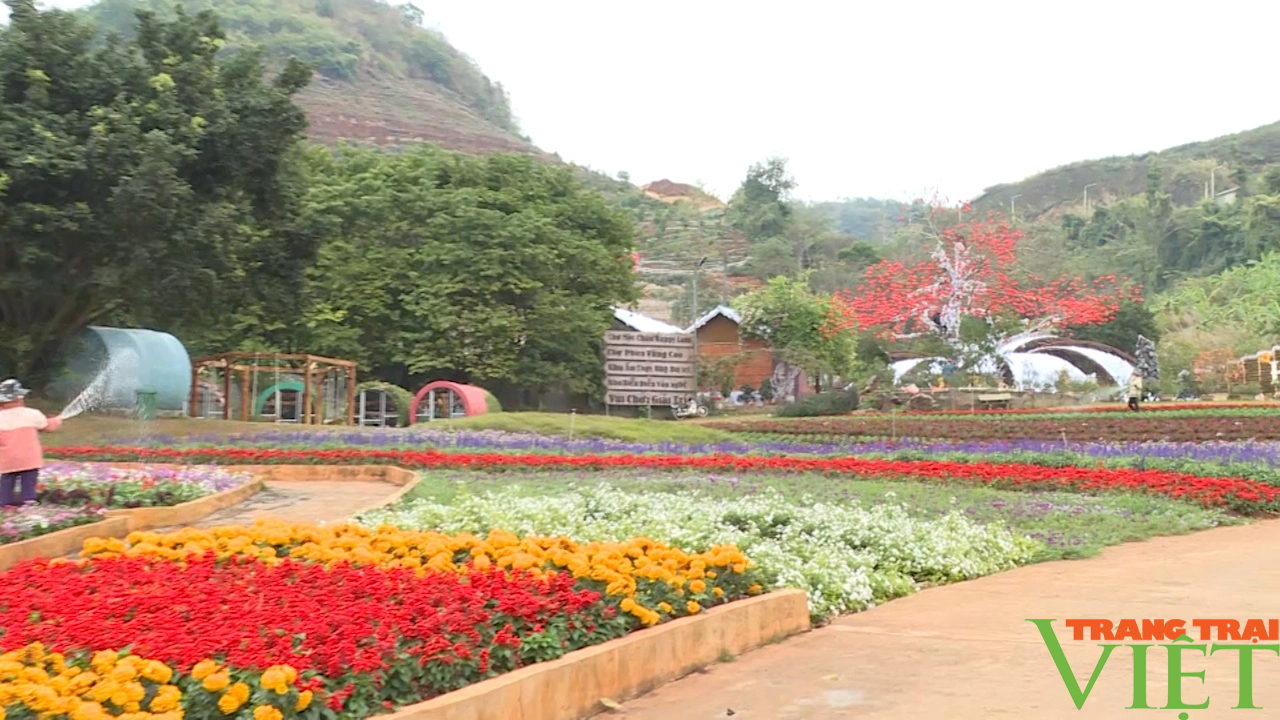 Du xuân cao nguyên Mộc Châu hứa hẹn nhiều điều hấp dẫn- Ảnh 10.