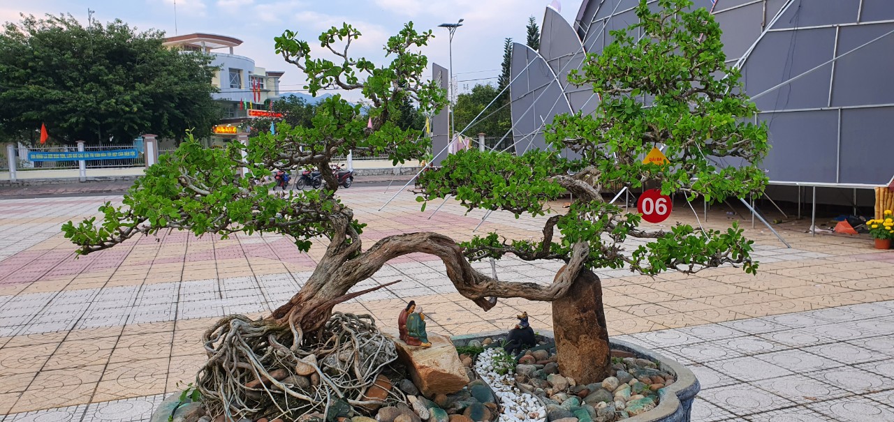 Loại cây cảnh bonsai, chậu hoa giấy mini đang bán hút khách ở Cam Lâm, tỉnh Khánh Hòa- Ảnh 4.