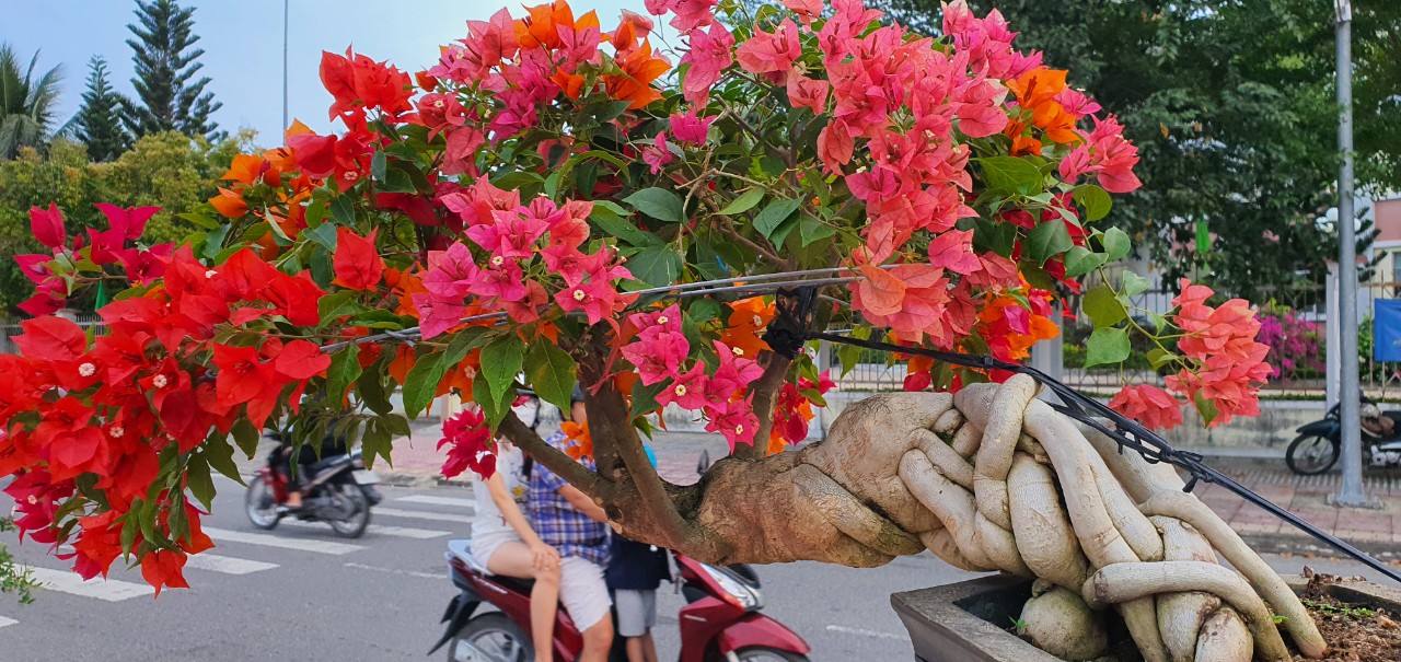 Loại cây cảnh bonsai, chậu hoa giấy mini đang bán hút khách ở Cam Lâm, tỉnh Khánh Hòa- Ảnh 1.