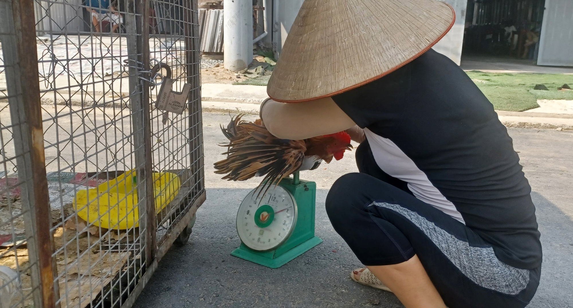 Giá gà cúng, gà tết ở Bà Rịa-Vũng Tàu tăng vọt, dân hối hả trả đơn cho người đặt cọc - Ảnh 1.