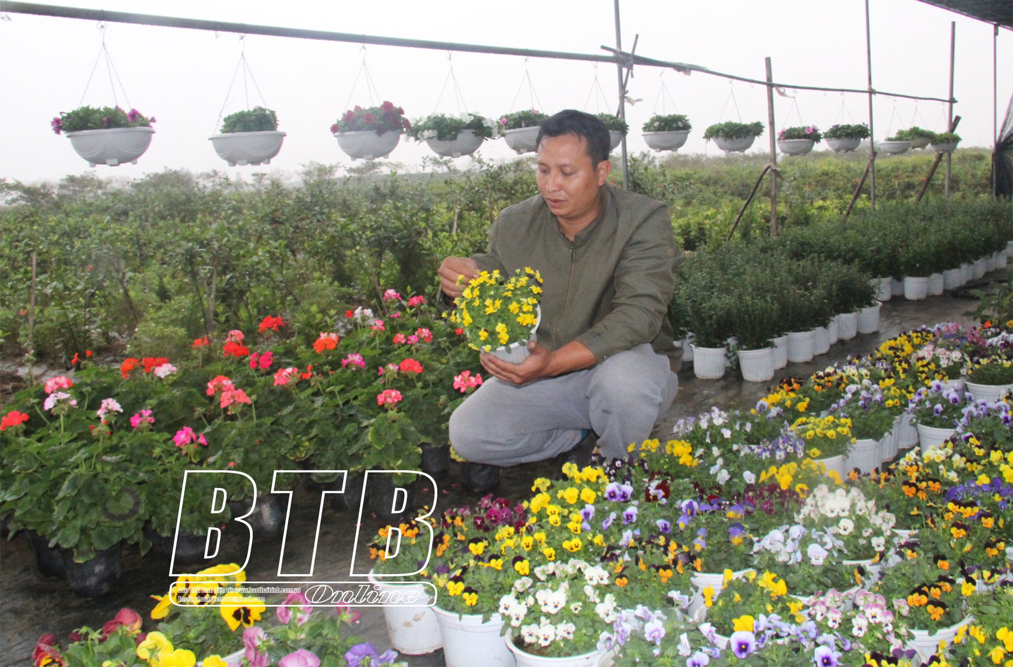 Từ cánh đồng quanh năm ngập úng, anh nông dân Thái Bình trồng hàng nghìn chậu hoa, lãi 30 triệu đồng/sào- Ảnh 2.
