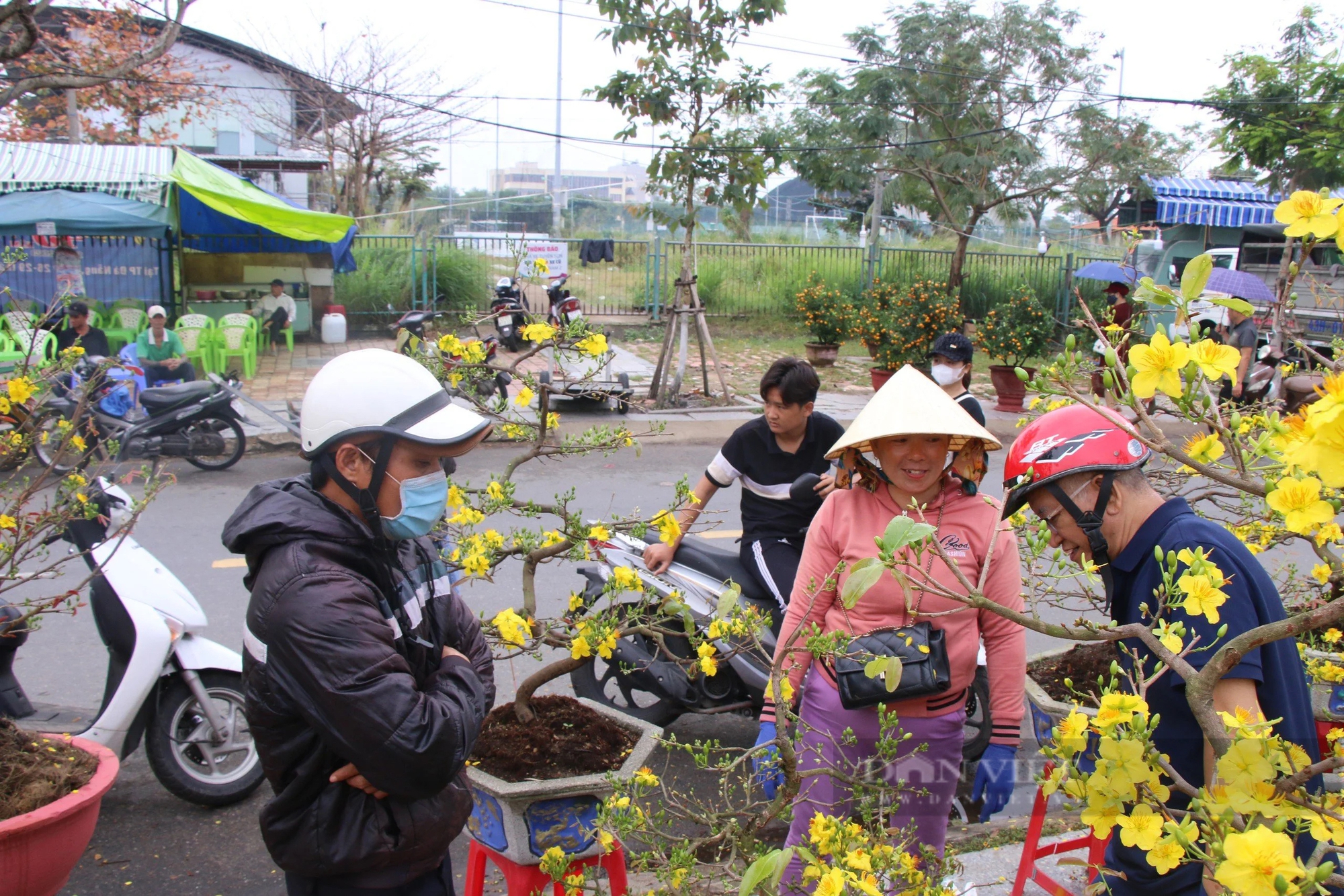 29 Tết, thương lái đồng loạt "sale off" mai, đào, quất- Ảnh 1.