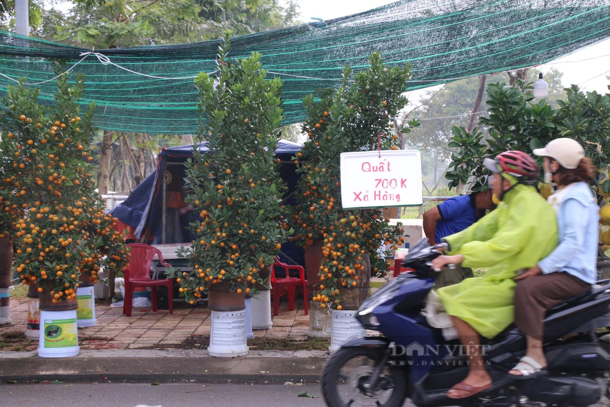 29 Tết, thương lái đồng loạt "sale off" mai, đào, quất- Ảnh 2.