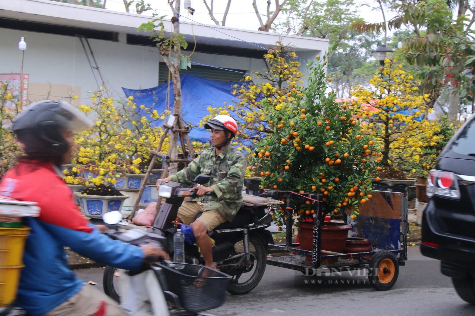 29 Tết, thương lái đồng loạt "sale off" mai, đào, quất- Ảnh 10.