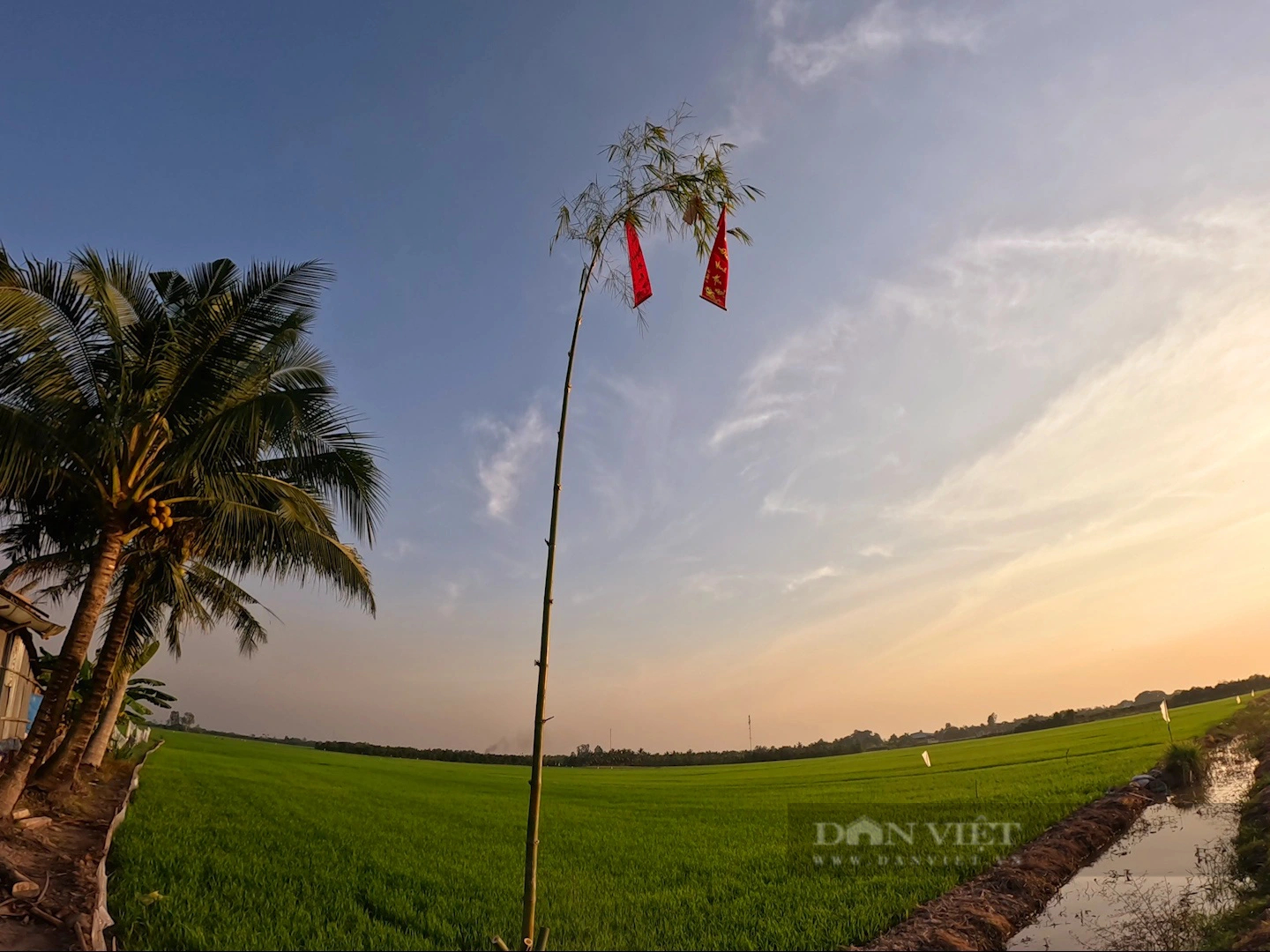 Cứ sáng 30 Tết, ông nông dân này ở An Giang dựng một thứ cây, 50 năm rồi tết nào ông cũng dựng- Ảnh 1.