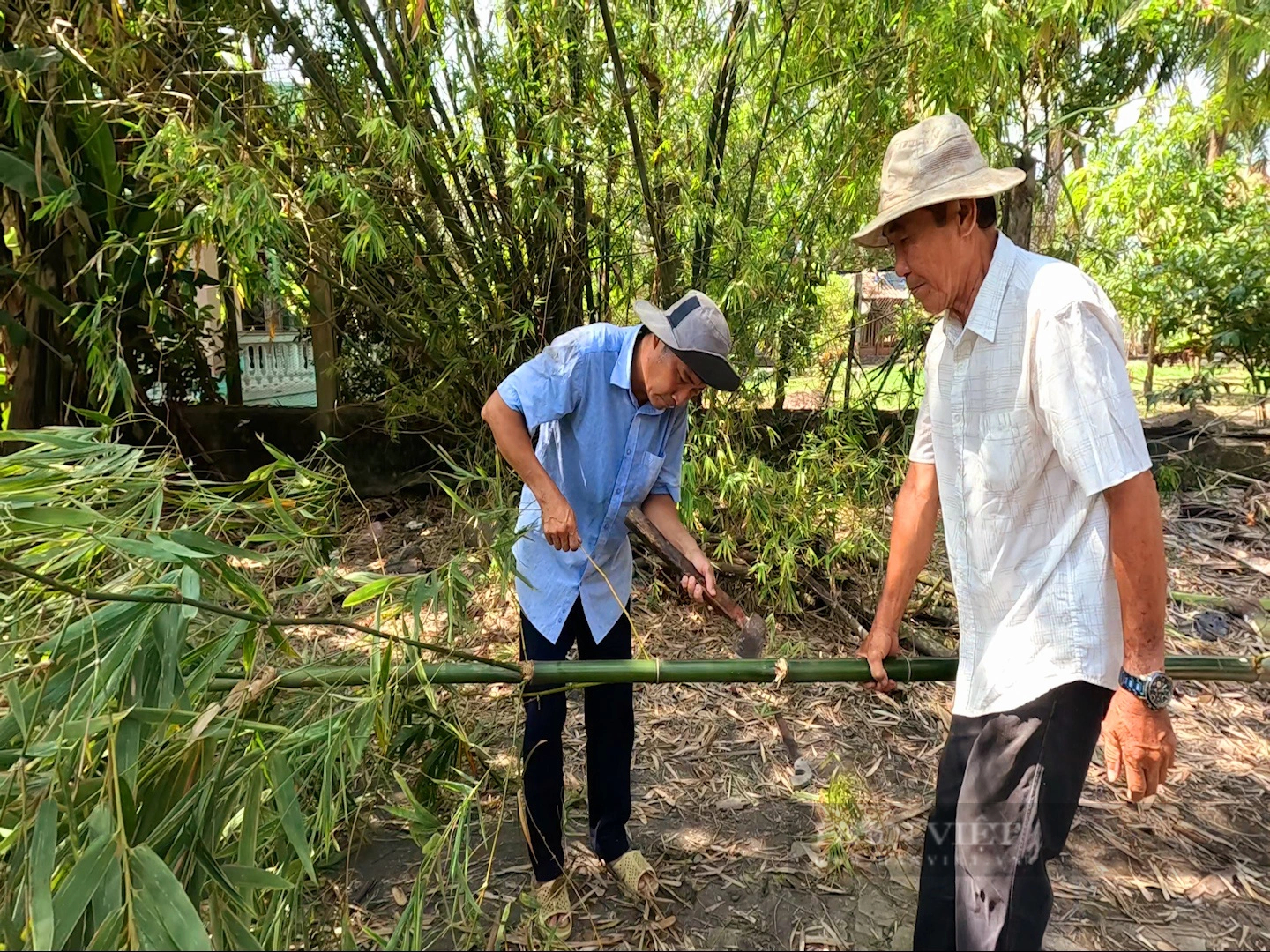 Cứ sáng 30 Tết, ông nông dân này ở An Giang dựng một thứ cây, 50 năm rồi tết nào ông cũng dựng- Ảnh 4.