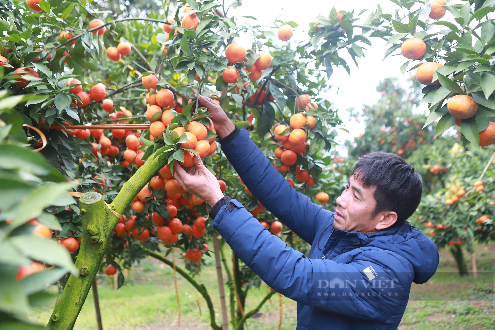 Tỷ phú nông dân Bắc Giang ghép cam trên cây bưởi Diễn, hái 20 tấn quả ngọt, thu về tiền tỷ- Ảnh 1.
