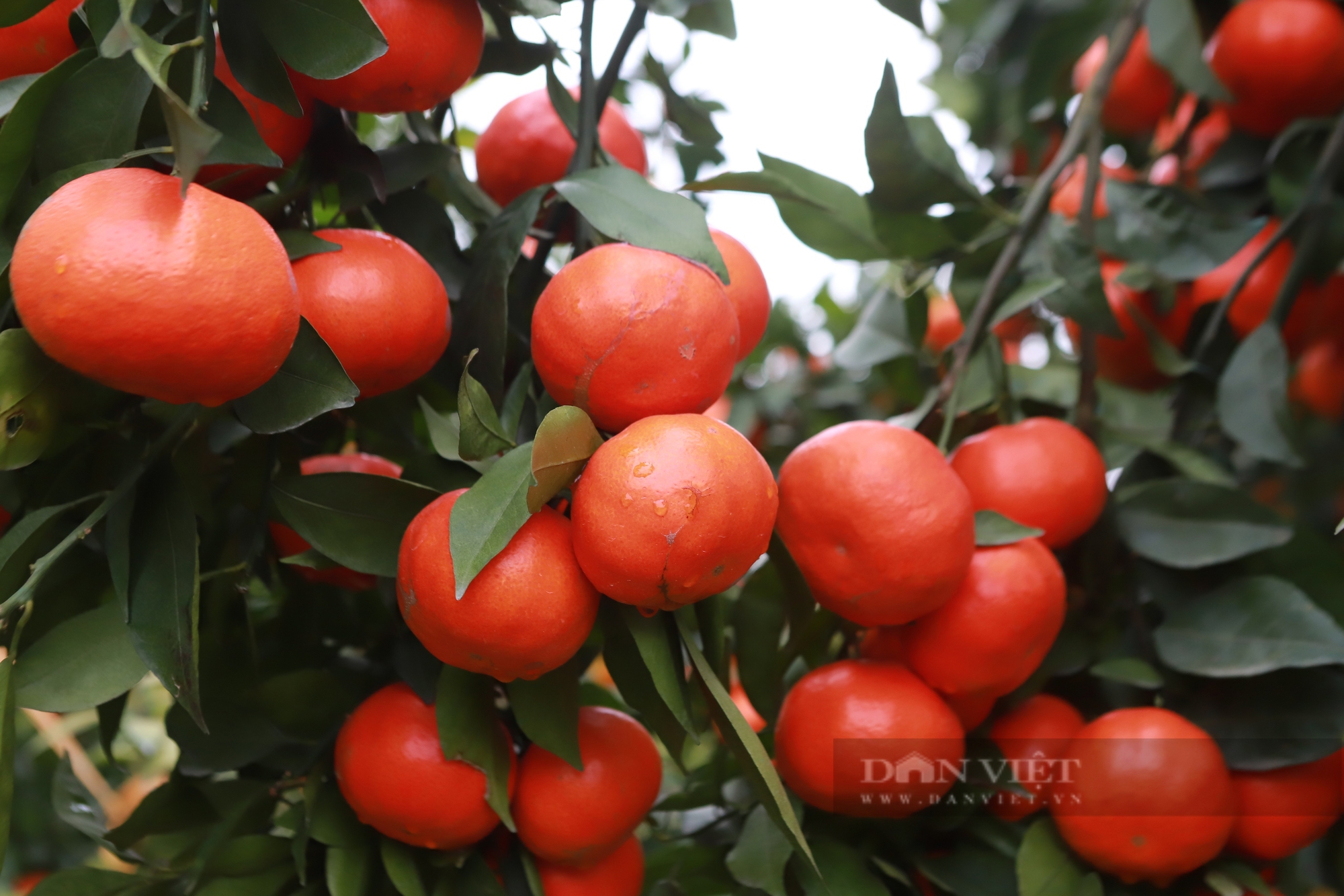 Tỷ phú nông dân Bắc Giang ghép cam trên cây bưởi Diễn, hái 20 tấn quả ngọt, thu về tiền tỷ- Ảnh 2.
