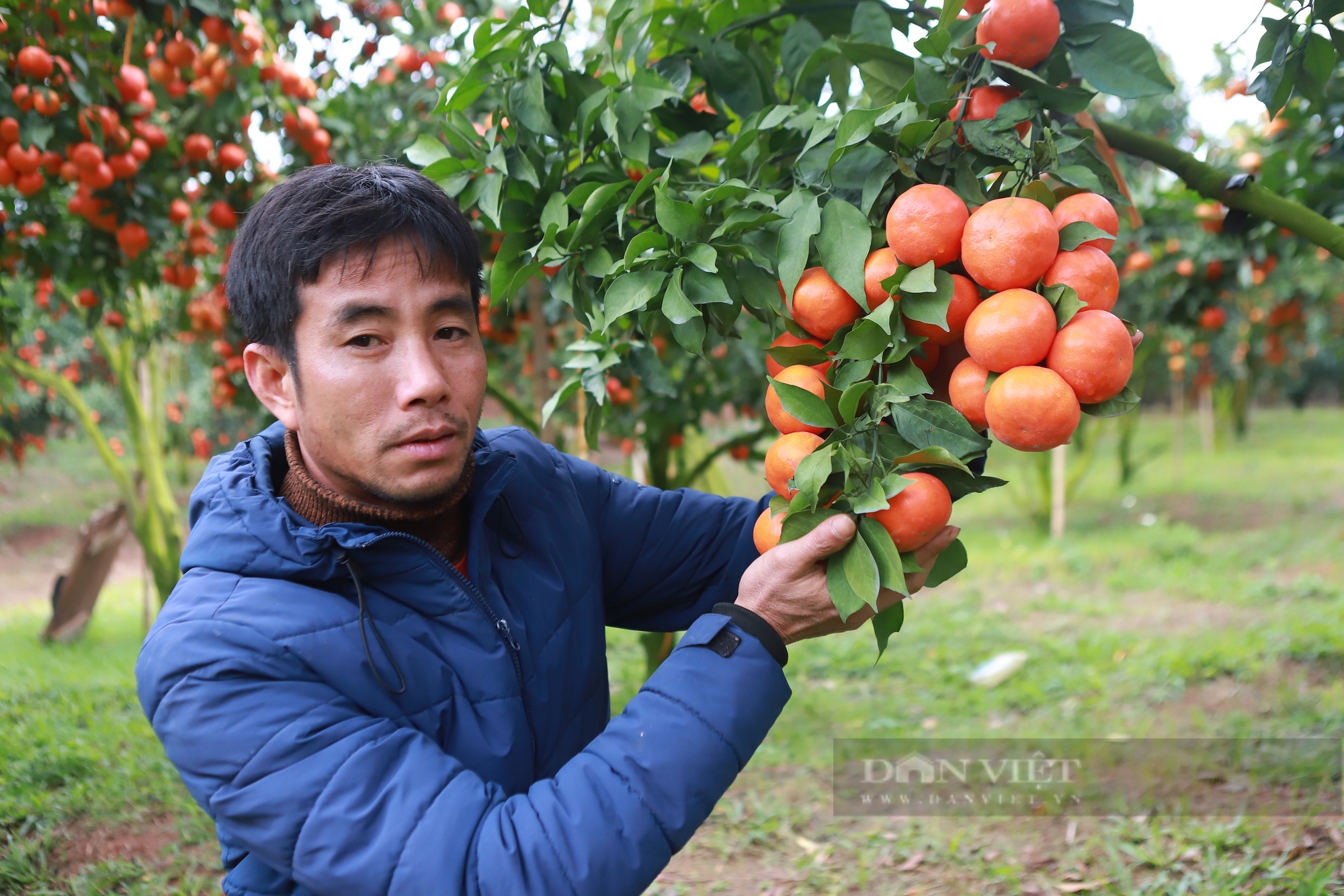 Tỷ phú nông dân Bắc Giang ghép cam trên cây bưởi Diễn, hái 20 tấn quả ngọt, thu về tiền tỷ- Ảnh 3.