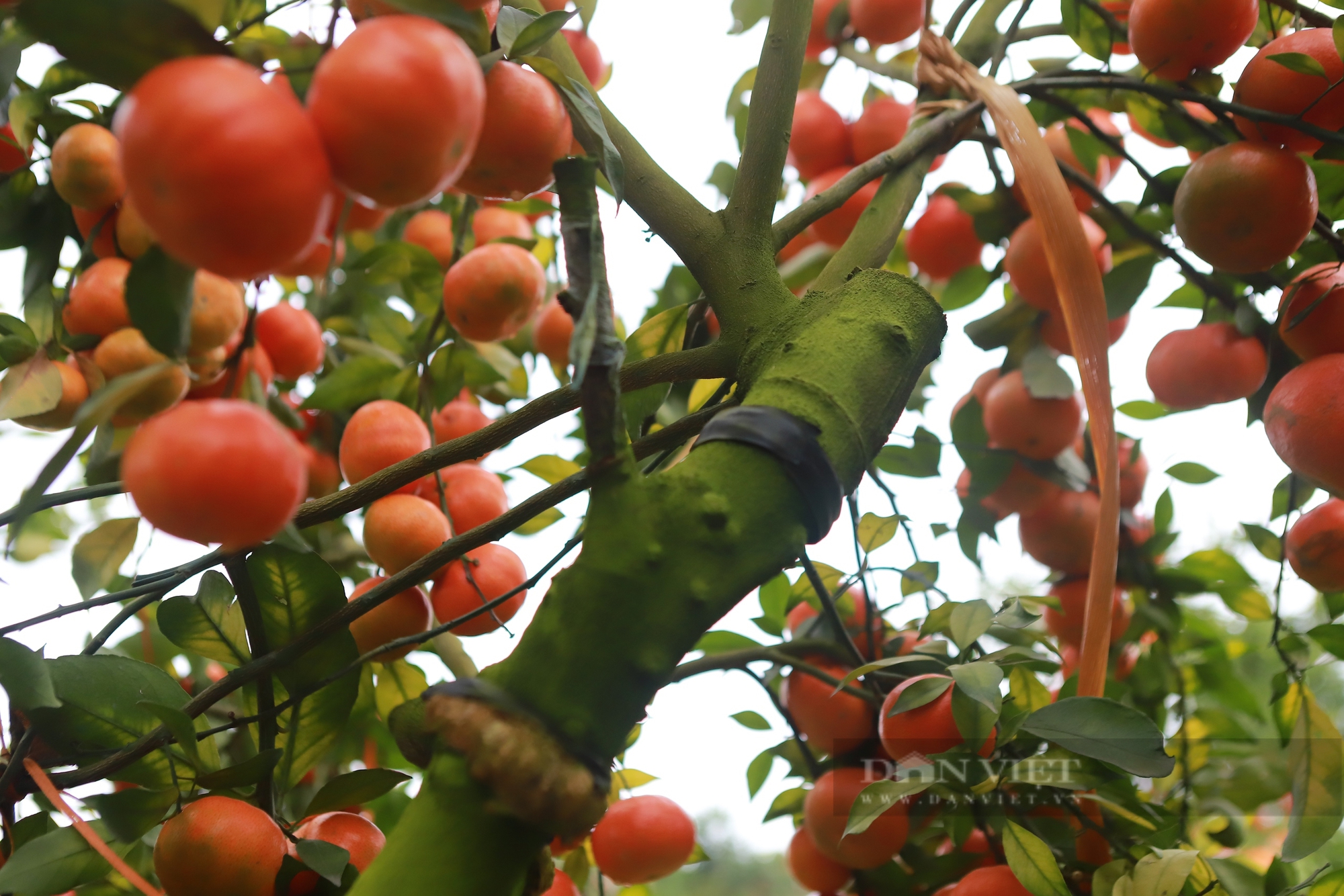 Tỷ phú nông dân Bắc Giang ghép cam trên cây bưởi Diễn, hái 20 tấn quả ngọt, thu về tiền tỷ- Ảnh 4.