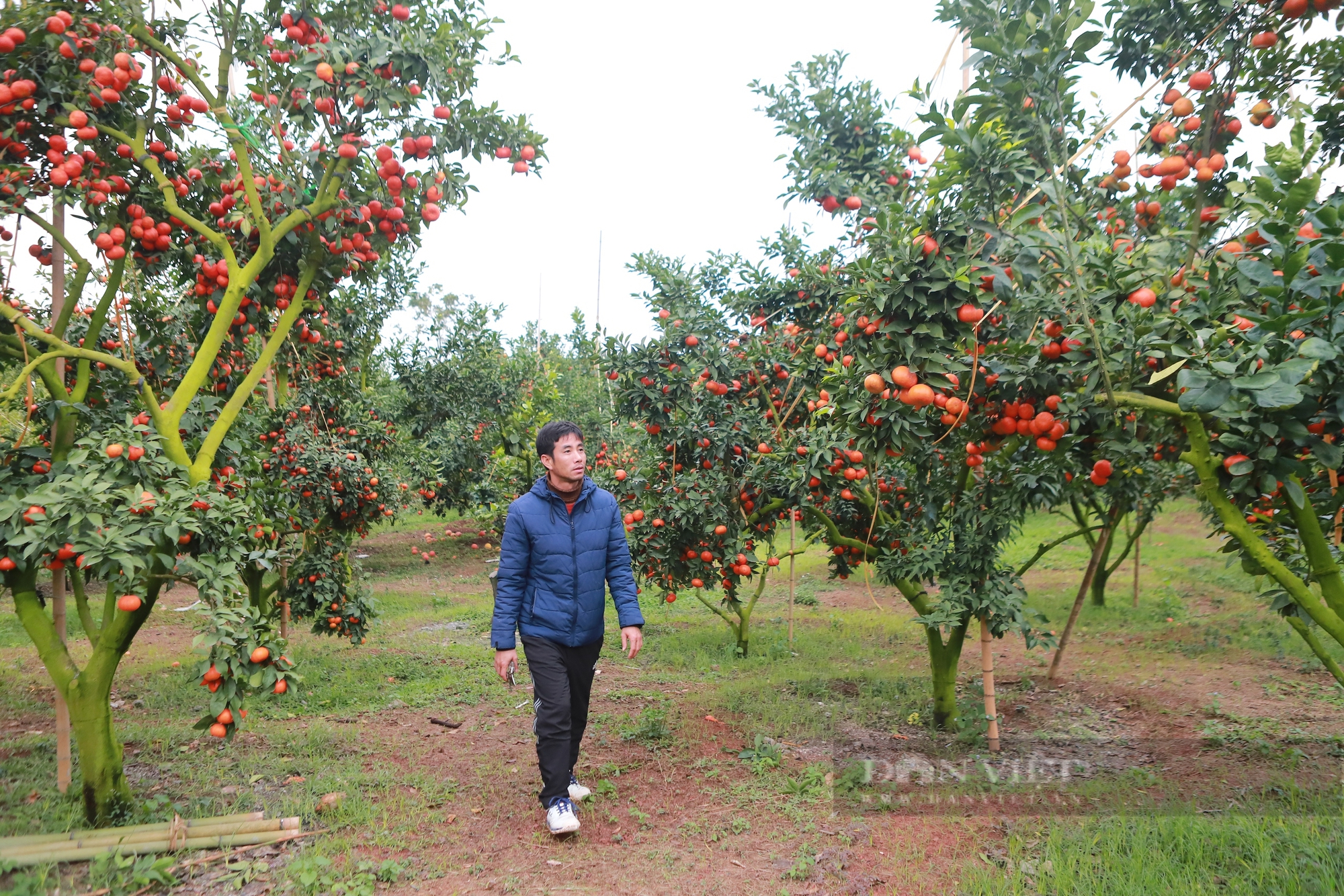 Tỷ phú nông dân Bắc Giang ghép cam trên cây bưởi Diễn, hái 20 tấn quả ngọt, thu về tiền tỷ- Ảnh 5.