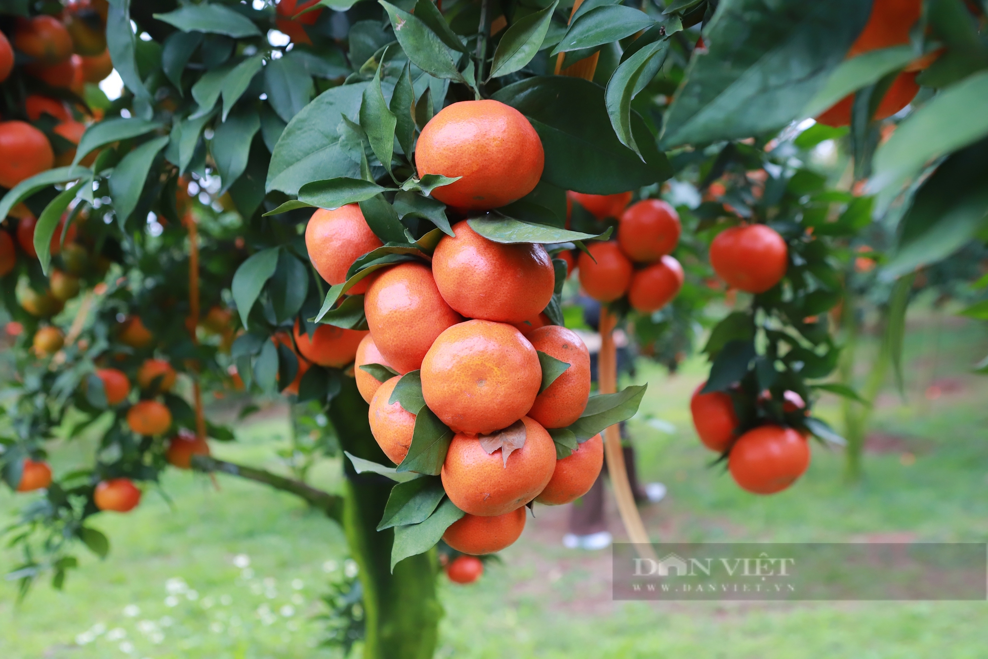 Tỷ phú nông dân Bắc Giang ghép cam trên cây bưởi Diễn, hái 20 tấn quả ngọt, thu về tiền tỷ- Ảnh 6.