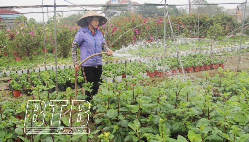Từ cánh đồng quanh năm ngập úng, anh nông dân Thái Bình trồng hàng nghìn chậu hoa, lãi 30 triệu đồng/sào- Ảnh 1.
